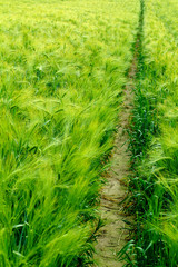 narrow path through a green wheat field