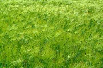 green agricultural field, cerial