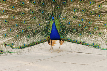 peacock dance