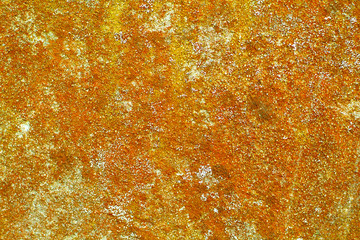 background texture lichen on cement wall