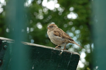 432 Piaf Wall Murals Canvas Prints Stickers Wallsheaven