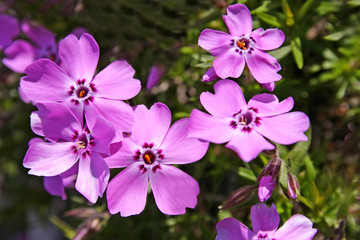 purple primula flowers