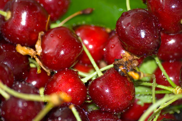 sweet cherries