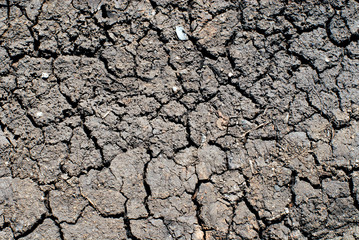 the dry ground