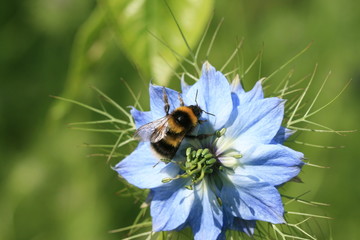 bumble bee on a nigella flower