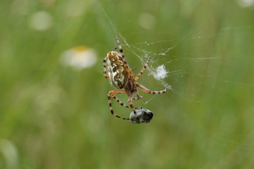 araignee  predation