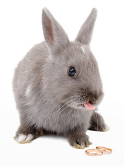 the grey bunny sticks out its tongue to the weddin