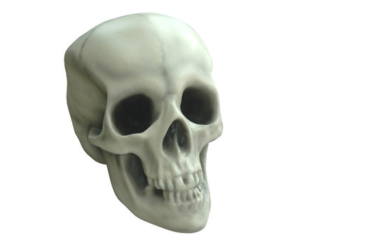 skull isolated