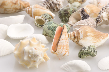 sea shells