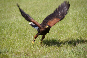 fenton bird of prey centre