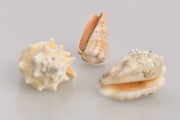 sea shells