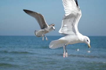 meer