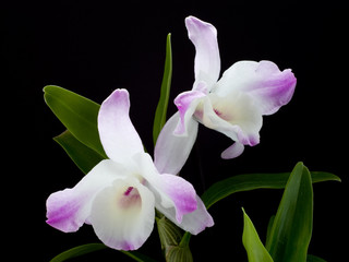 Fototapeta na wymiar orchid 2