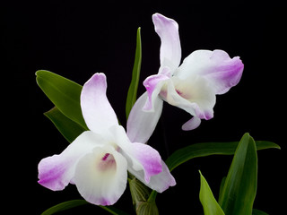 orchid 2