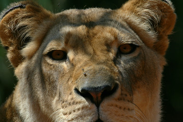 lion head close up