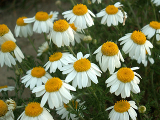 Obraz premium camomile