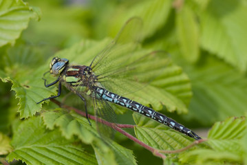 dragonflies 5