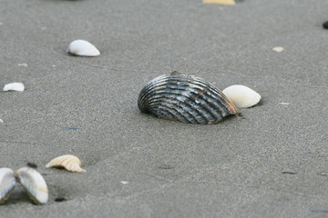 coquillage 04