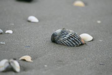 coquillage 02