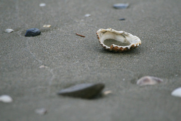 coquillage 01