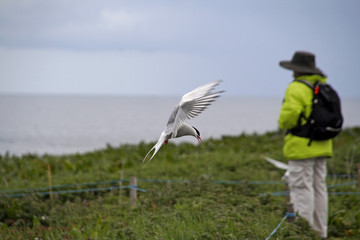 arctic, tern, attacking,