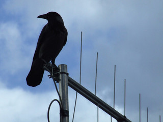 raven and antenna 3