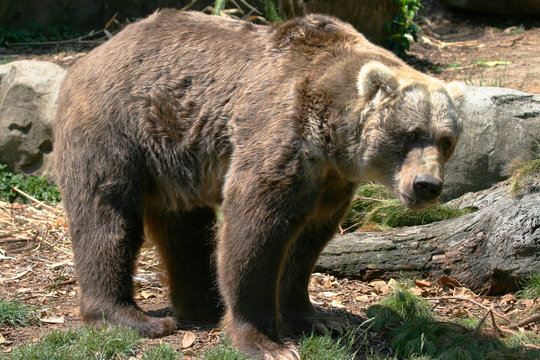 male brown bear standing