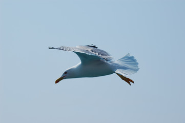 Fototapeta na wymiar Seagull fly in the sky 