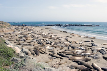sea lions on the beach