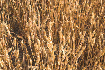 Fototapeta premium wheat field