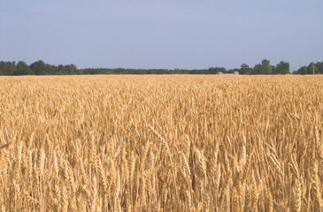 wheat field
