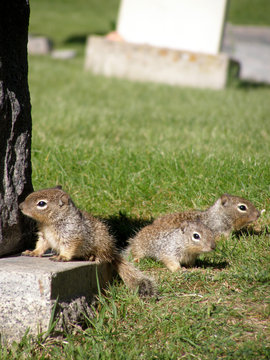 baby squirrels in a cemertery