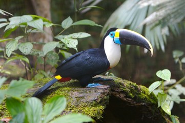 beautiful toucan
