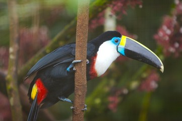 toucan