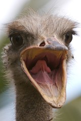 crying ostrich