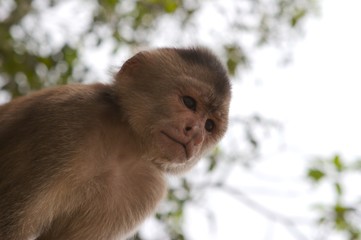 monkey portrait