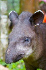 tapir