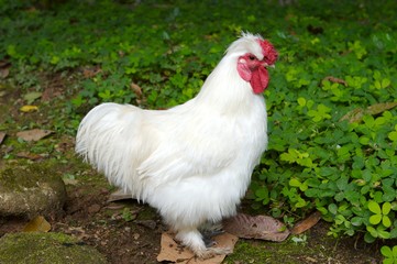 cock