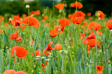 mohn
