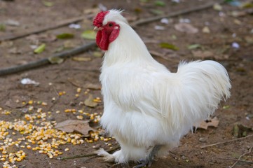 cock