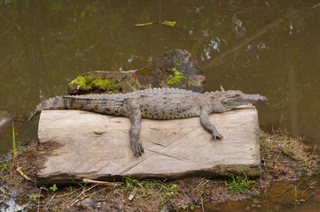 crocodile