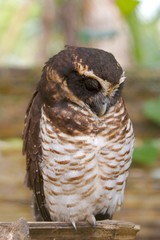 owl