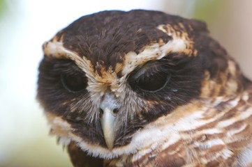 owl