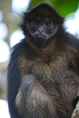 spider monkey