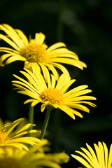 yellow flowers
