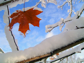 first snow © Aleh Karavayeu