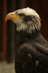 weißkopfseeadler