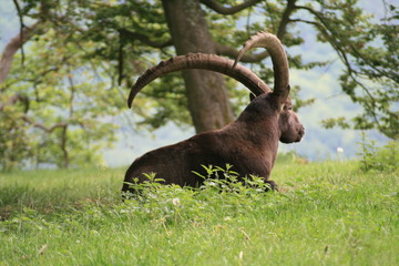 steinbock