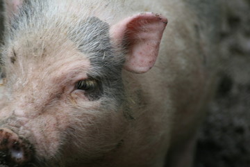 ferkel
