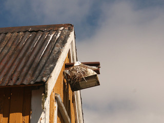 seagull's nest